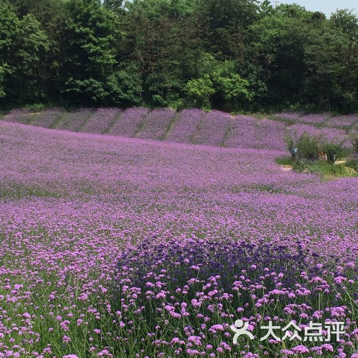 谷裡薰衣草莊園