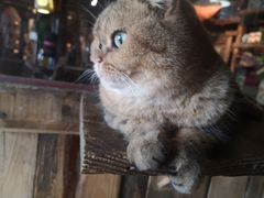 -壹六猫窝(谷德店)