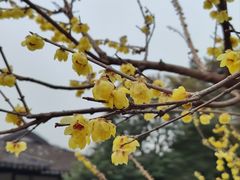 -无锡梅园公园