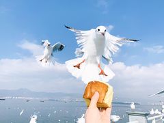 -海埂大坝