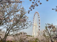 -顾村公园