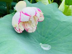 -陈家山荷花公园