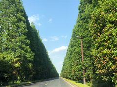 -黄海国家森林公园