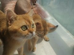 -共舞时光猫咖·狗咖(新街口店)