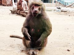 -北京野生动物园