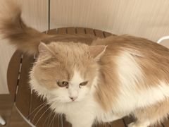 -唐小姐の私宠·宠物洗护美容·撸猫馆·购宠(周浦万达旗舰店)