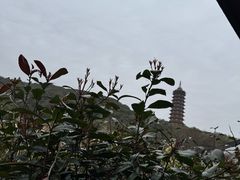 -普陀山雷迪森庄园