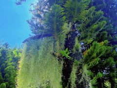 -深圳仙湖植物园
