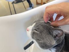 -藏猫猫咖啡主题馆(中央大道店)