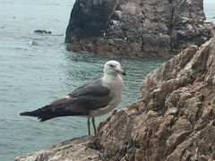 -海驴岛(荣成市)