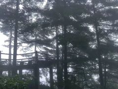 -秦岭天竺山景区