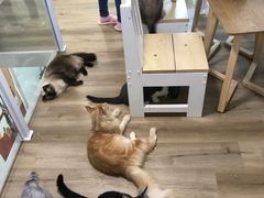 -李小姐の猫咖啡馆(五角场店)
