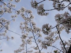 -顾村公园