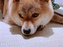 -逗柴咖啡屋·狗咖猫咖宠物桌游