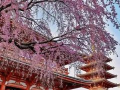 -浅草寺