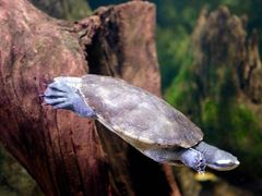 -悉尼海洋生物水族馆