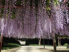 -嘉定紫藤园