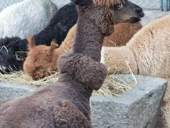 -长白岛森林公园