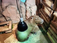 -正佳雨林生态植物园