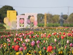 -苏州太湖西山岛开心农场