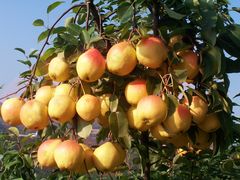 园内采摘-北镇龙岗子生态园