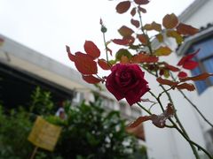 -十里琅珰