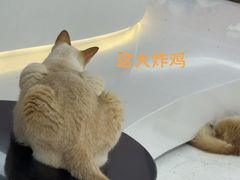 -有喵·猫咖·狗咖·30几只猫10只小狗(岗厦店)
