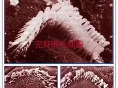 -自然之声助听器·呼吸机(和平店)