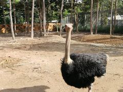 -清迈夜间动物园