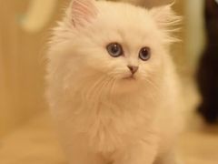 -屋虎猫馆(宝安大仟里店)