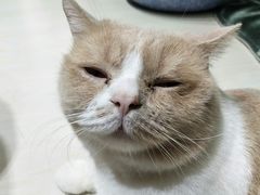 -猫亿天猫咖
