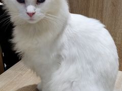 -藏猫猫咖啡主题馆(中央大道店)