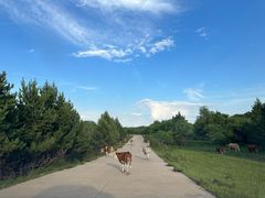 -塞罕坝国家级自然保护区