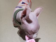 -藏猫猫咖啡主题馆(中央大道店)