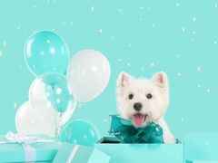 -萌宠之家·腊肠犬·马尔泰·小体犬舍