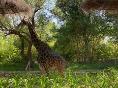 -北京野生动物园