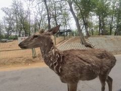-秦皇岛野生动物园