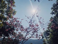 -深圳仙湖植物园