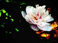 -习家池