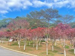 -广州市帽峰山景区