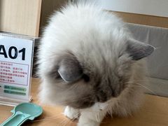 -鼓捣猫呢主题猫咖店