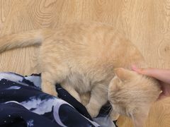 -1013 PET SHOP精品宠物商店(丁香店)