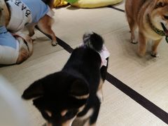 -逗柴咖啡屋·狗咖猫咖宠物桌游
