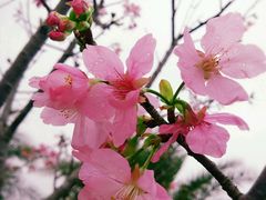 -天适樱花悠乐园