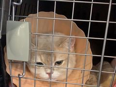 -伟伟宠物医院·CT影像中心·瑞派犬猫综合性门诊(汉口总院)