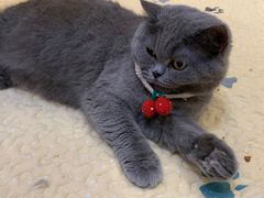 -是阿柴呀！柴犬咖啡·爱喵喵猫咖