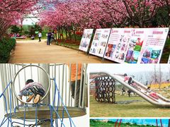 -天适樱花悠乐园