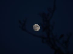 -合肥滨湖国家森林公园