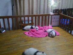 熊猫-成都大熊猫繁育研究基地