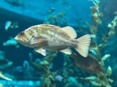 -瑞普利水族馆